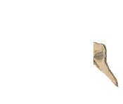 Skeleton 2 copy.png