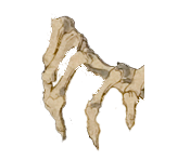 Skeleton 2 copy 2.png